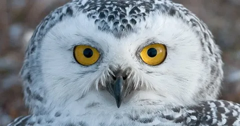 Best owl Birds