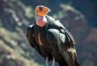 Beautiful Condor Bird