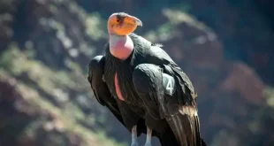 Beautiful Condor Bird