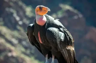 Beautiful Condor Bird