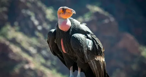 Beautiful Condor Bird