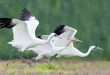 Best Crane Birds