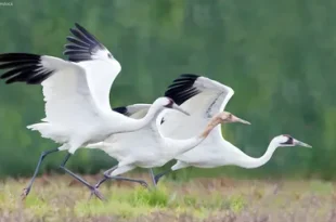 Best Crane Birds