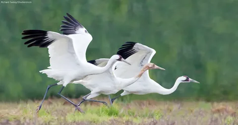 Best Crane Birds
