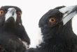 Beautiful Crow