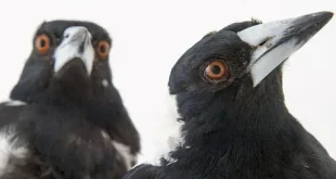 Beautiful Crow