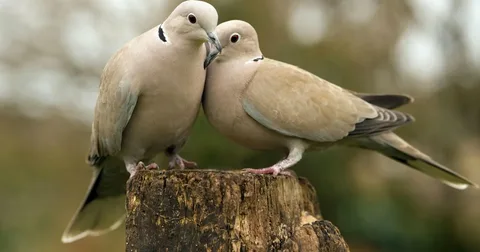 Diamond Dove