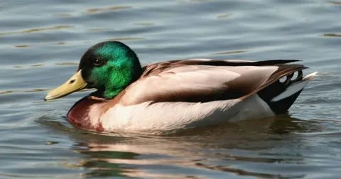 Beautiful Ducks