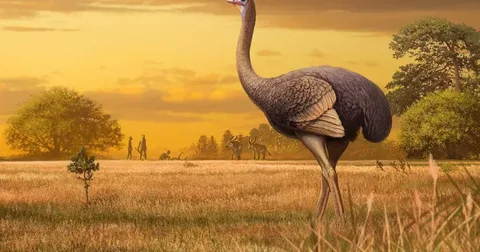 Beautiful Emu Bird