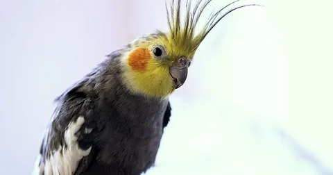 Cockatiel birds