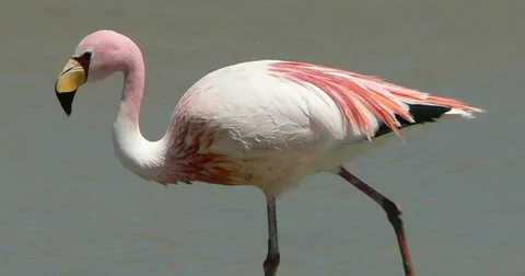 Best Beautiful Flamingos