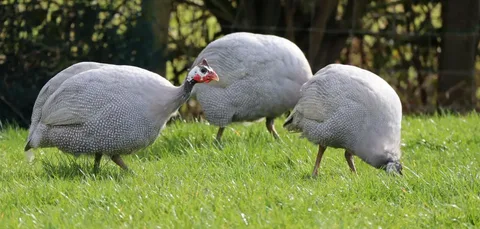 best Gouna Foul birds