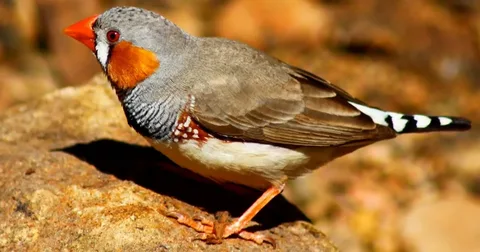 Beautiful Finches