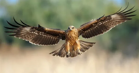 Best Black Kite
