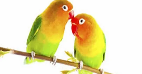 Love birds