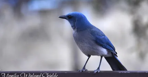 Best Mountain Blue Bird