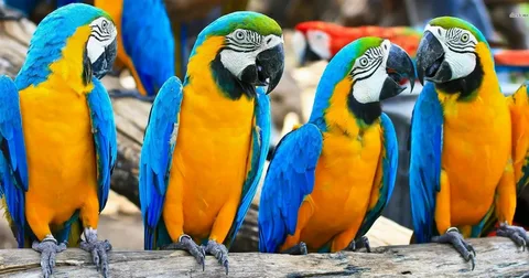 Beautiful Birds