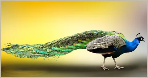 Peacock birds