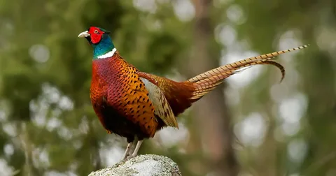 Best Pheasant Birds