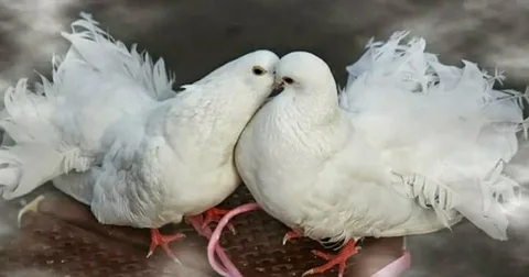 Beautiful Pigeon Birds