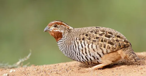 Best Quail Bird