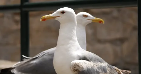 Beautiful Seagull