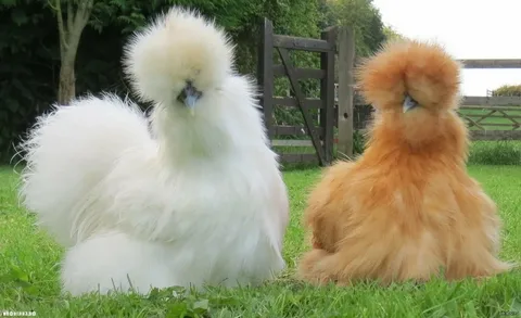 Best silky hen