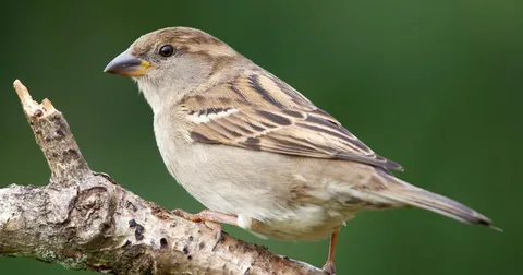 Beautiful sparrow