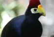 Best Turaco Birds