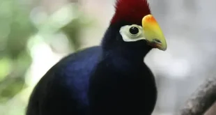 Best Turaco Birds