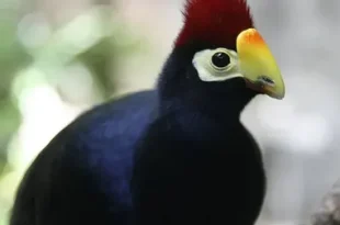 Best Turaco Birds