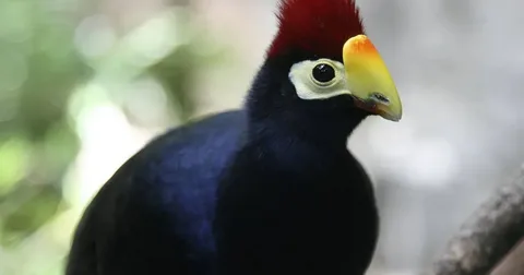 Best Turaco Birds