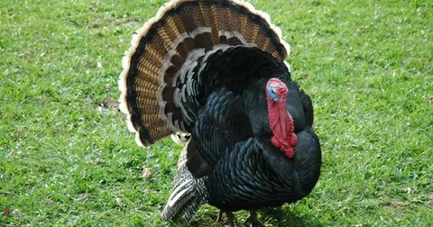 Beautiful turkey Birds