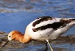Best American Avocet Bird