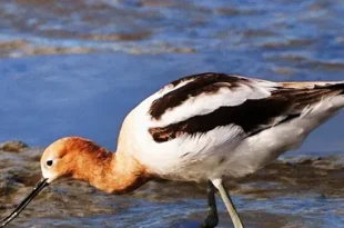 Best American Avocet Bird