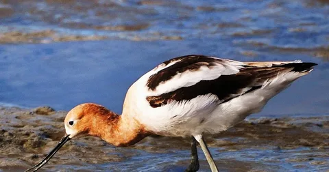 Best American Avocet Bird