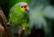 Beautiful Amazon Birds