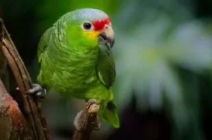 Beautiful Amazon Birds