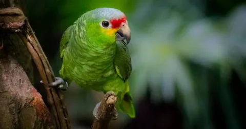 Beautiful Amazon Birds