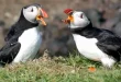 Beautiful Auk Birds