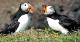 Beautiful Auk Birds