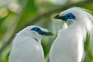 Beautiful Bali Mynah Bird