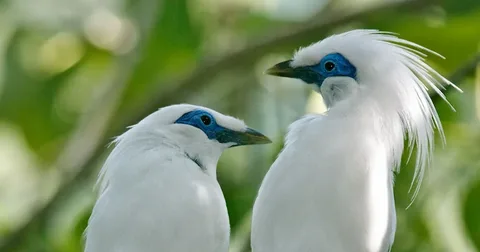 Beautiful Bali Mynah Bird