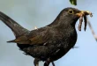 Best Black Drongo Birds