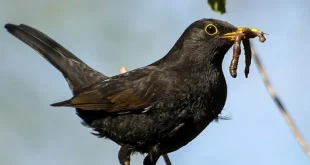 Best Black Drongo Birds