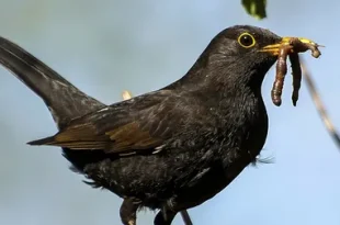 Best Black Drongo Birds