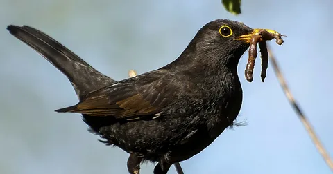 Best Black Drongo Birds