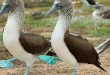 Blue Footed Birds