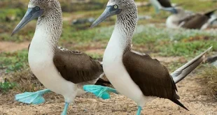 Blue Footed Birds