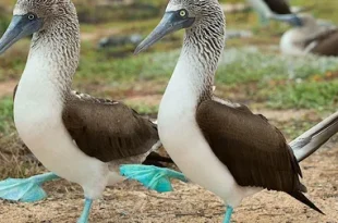 Blue Footed Birds